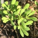 Iberis semperflorens Yaprak