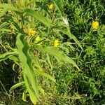 Helianthus grosseserratus ഇല