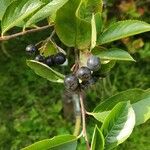 Aronia × prunifolia Yaprak