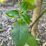 Ilex opaca Blad