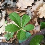 Potentilla anglica पत्ता