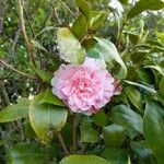 Camellia japonica Blomma