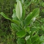 Sorbus mougeotii Hoja