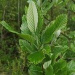 Sorbus mougeotii Leaf