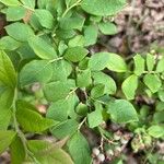 Vaccinium pallidum Hoja