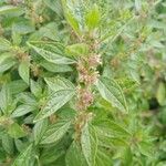 Parietaria judaica Leaf