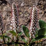 Salix glauca Leaf