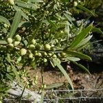 Phillyrea angustifolia Fruit