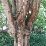 Acer cappadocicum Bark