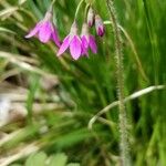 Primula matthioli Flower