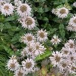 Monarda fistulosa Blüte