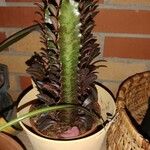 Euphorbia trigona Fulla