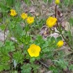 Ranunculus bulbosus പുഷ്പം