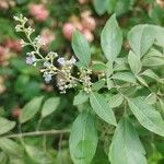 Vitex negundo Virág