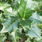 Ilex colchica Leaf
