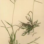 Digitaria ischaemum موطن