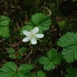 Rubus pedatus Habit