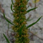 Rumex maritimus Gyümölcs