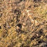 Themeda triandra Fiore