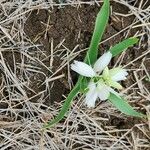 Chlorophytum tuberosum Blatt