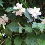 Philadelphus coronarius Leaf