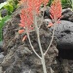 Aloe arborescens Flor