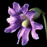 Pinguicula caerulea Flower