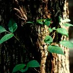Toxicodendron pubescens Blad
