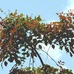 Ekebergia capensis Φύλλο