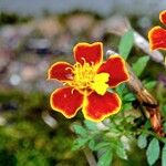 Tagetes tenuifoliaFlower