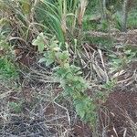 Cajanus cajan Habit
