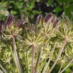 Laserpitium halleri Fruit