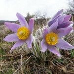 Pulsatilla grandis Flor