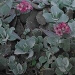 Kalanchoe pumila Hoja