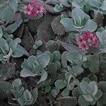 Kalanchoe pumila Blatt