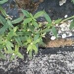 Oldenlandia corymbosa Λουλούδι