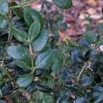 Buxus sempervirens Blad