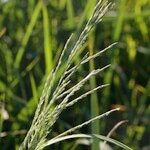 Diplachne fusca Mbuma