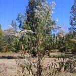 Eupatorium serotinumFlower