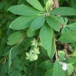 Exochorda × macrantha Fruit