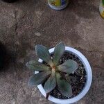 Echeveria nodulosa Ліст