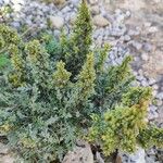 Artemisia caerulescens Leaf