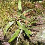 Bulbophyllum betchei 整株植物