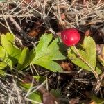 Crataegus azarolusFruit