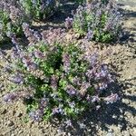 Nepeta × faassenii Habitus