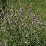 Nepeta nepetella आदत