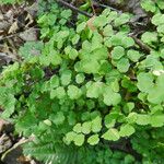 Adiantum jordanii Celota