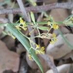 Bupleurum falcatumFlower