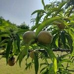 Prunus persica Фрукт