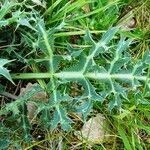 Eryngium campestre Folha